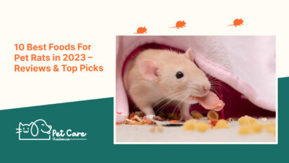 10 Best Foods For Pet Rats in 2023 – Reviews & Top Picks