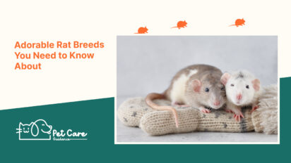 Adorable Rat Breeds You Need to Know About