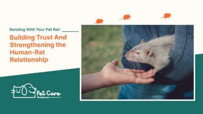 Bonding With Your Pet Rat Building Trust And Strengthening the Human-Rat Relationship