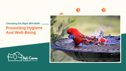 Choosing the Right Bird Bath Promoting Hygiene And Well-Being