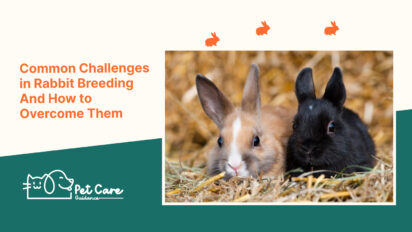 Common Challenges in Rabbit Breeding And How to Overcome Them