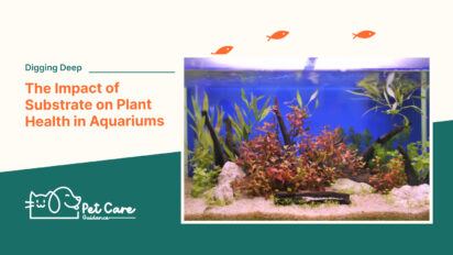 Digging Deep the Impact of Substrate on Plant Health in Aquariums