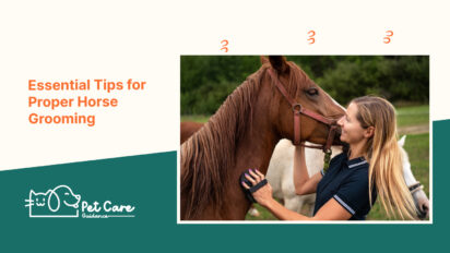 Essential Tips for Proper Horse Grooming