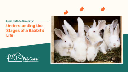 From Birth to Seniority: Understanding the Stages of a Rabbit’S Life