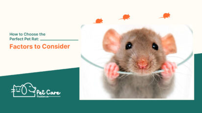 How to Choose the Perfect Pet Rat Factors to Consider