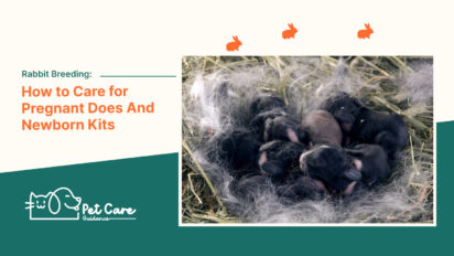 Rabbit Breeding: How to Care for Pregnant Does And Newborn Kits