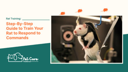 Rat Training Step-By-Step Guide to Train Your Rat to Respond to Commands