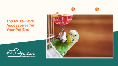 Top Must-Have Accessories for Your Pet Bird