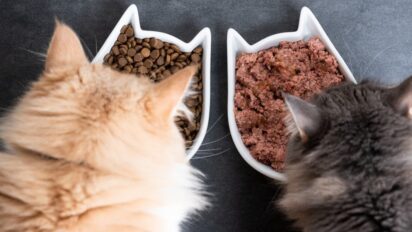 The Pros And Cons of Dry Vs. Wet Cat Food